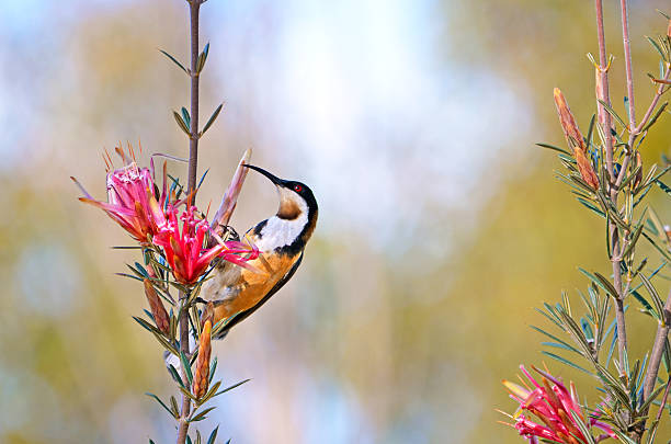 istock Australian Eastern Spinebill feeding on nectar from Mountain Devil flower 612391056