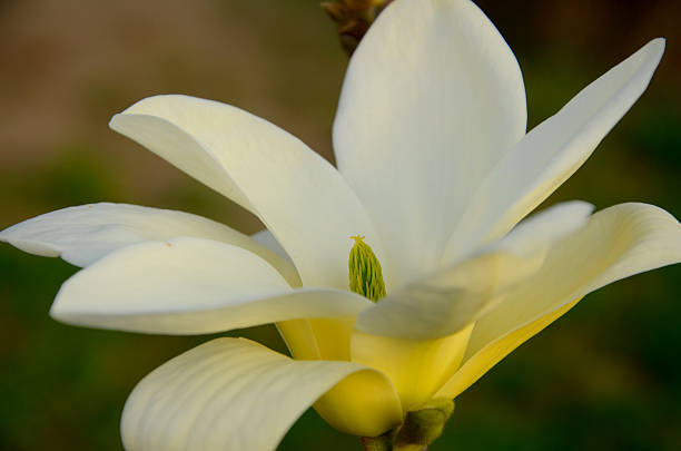 istock Magnolia yellow bird in the garden 612391082