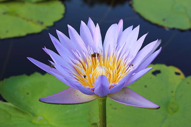 istock Purple Lotus 612391222