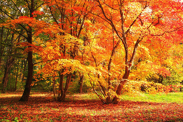 Tree with red and yellow leaves on a sunny autumn day