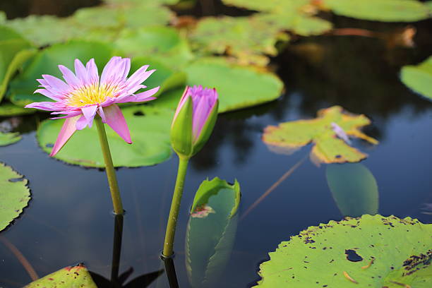 istock Purple Lotus 612391550