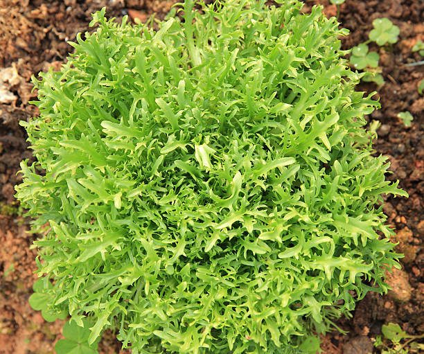istock Ruccola plants in growth at garden 612391634