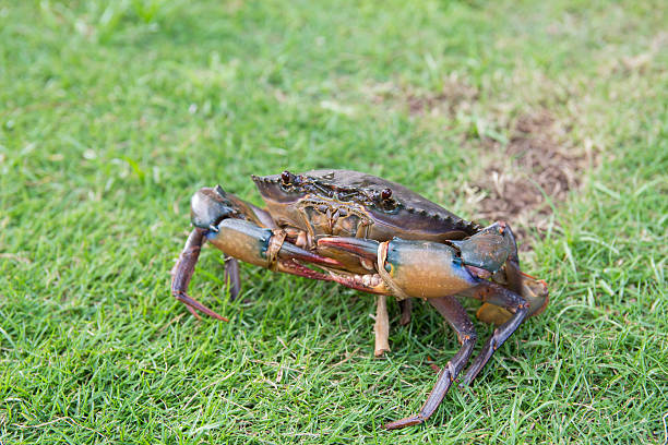 istock crab are walking on the grass floor 612391762
