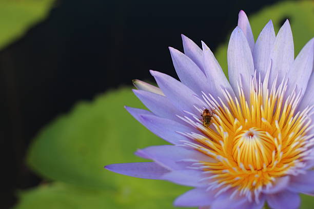 istock Purple Lotus 612392056