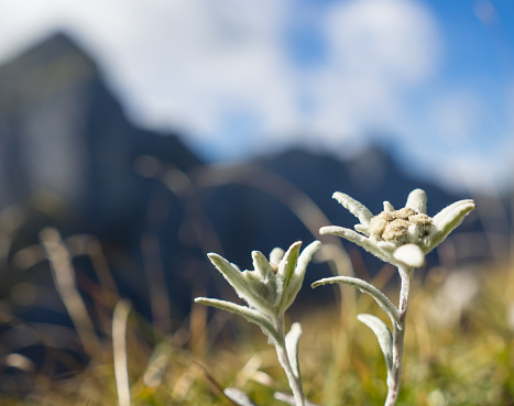 Edelweiss flower in the mountains