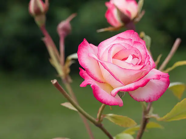A pink-white rose in full bloom.