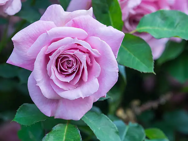 A pale pink rose in full-bloom.