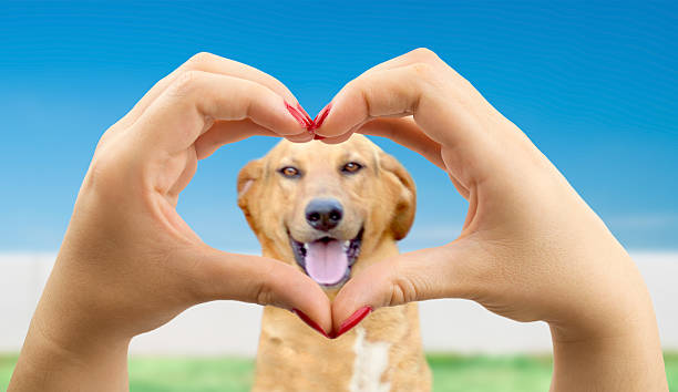 istock i love my dog 612393238