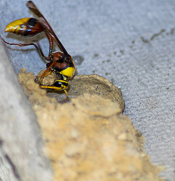 istock Asian wasp building nest with mud 612393746