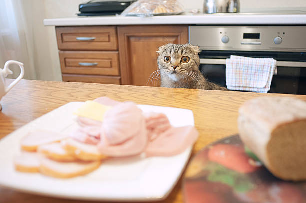 istock Scottish lop-eared gray cat beautiful view, sad eyes, asking 612394796