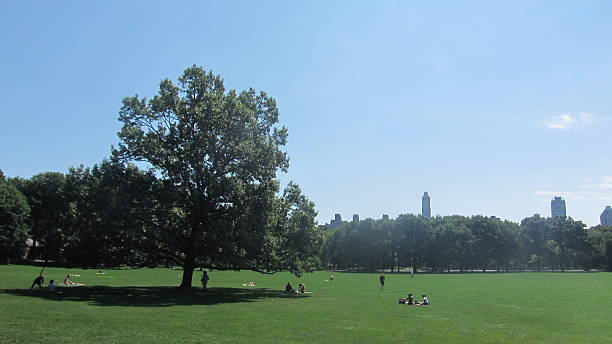 istock Tree in the Park with Blue sky 612397278