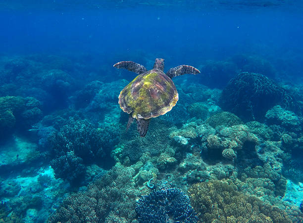 морская черепаха в темно-синей воде - apo island стоковые фото и изображения