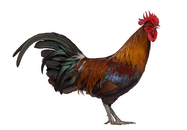 istock Side view of Ardennaise rooster isolated on white 612398528