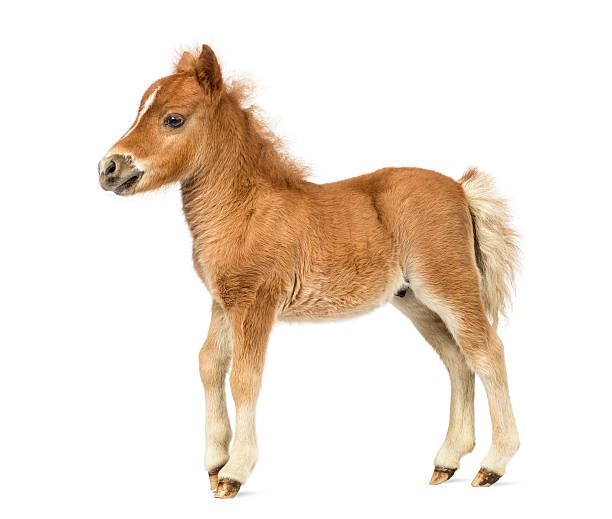 istock Side view young poney, foal against white background 612398752