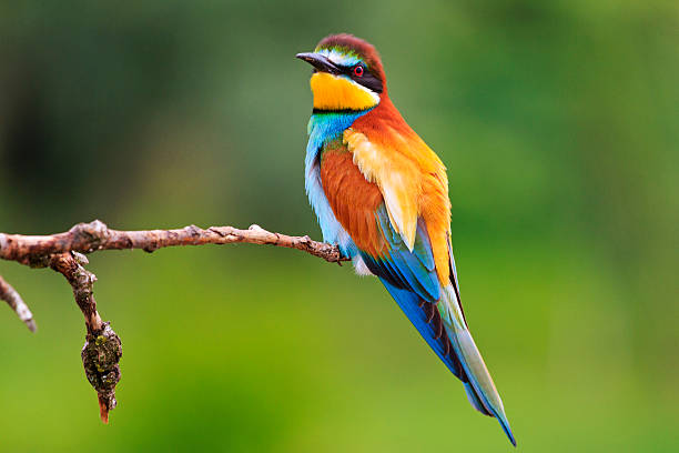 istock colored bee eater sitting on a branch   green background 612398858