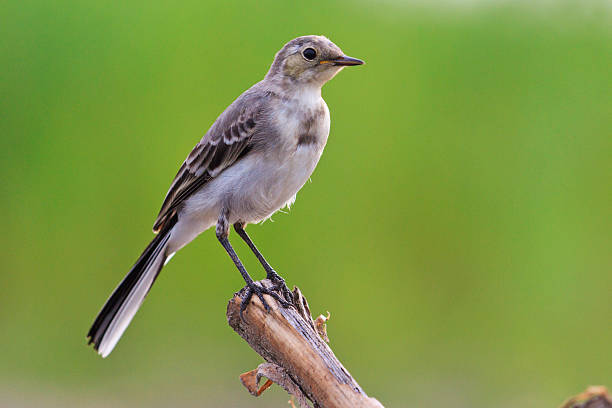 istock small gray bird with a green background 612398930
