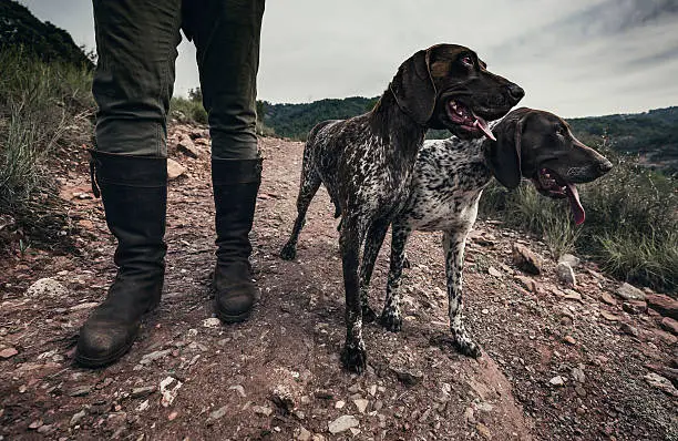 Two German shorthaired pointers