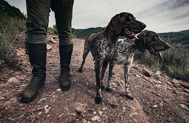 hunting dogs - alman kısa tüylü pointeri stok fotoğraflar ve resimler