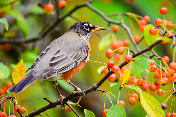 オレンジベリーを食べるアメリカのロビン(トゥルダス回り鳥) - american robin ストックフォトと画像