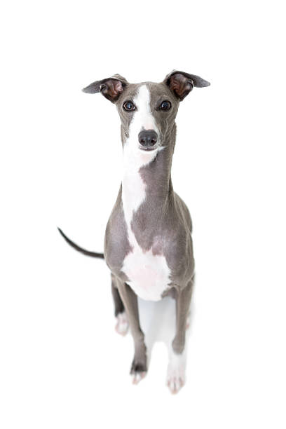 istock Porrait of a greyhound 612400492