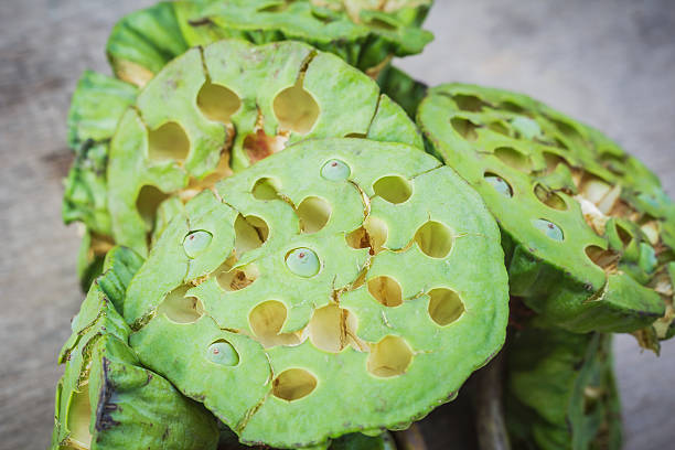 istock Fresh lotus seeds, green pod on wooden table background. 612400962