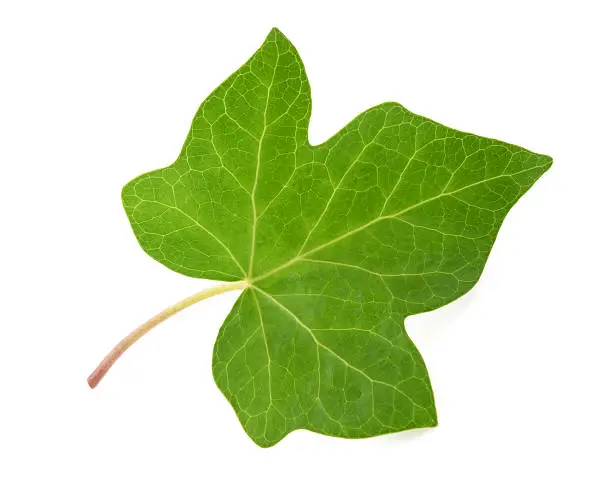 Ivy leaf isolated  on white background