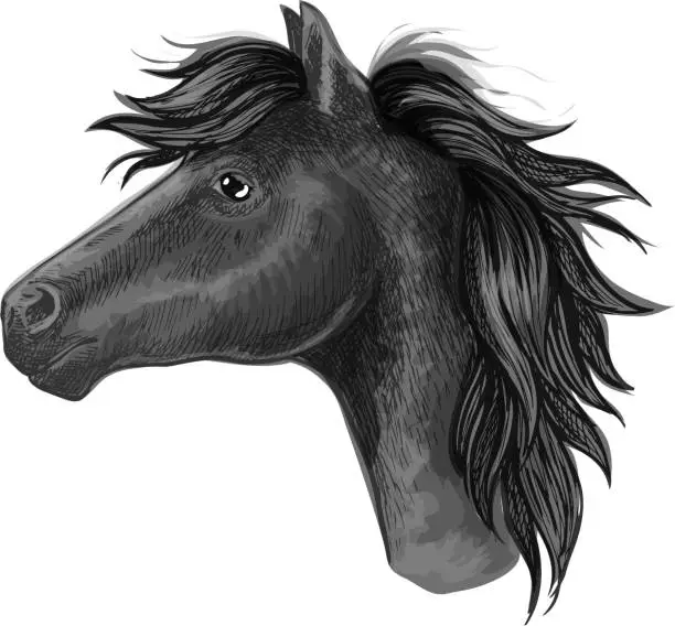 Vector illustration of Black mare horse sketch for riding club design