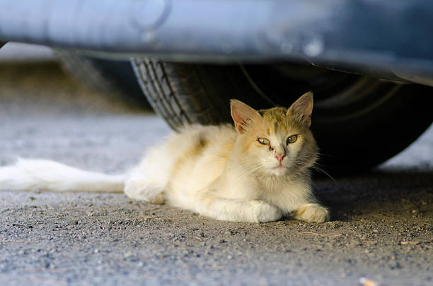 istock wild honey cat laying under a car 612402864