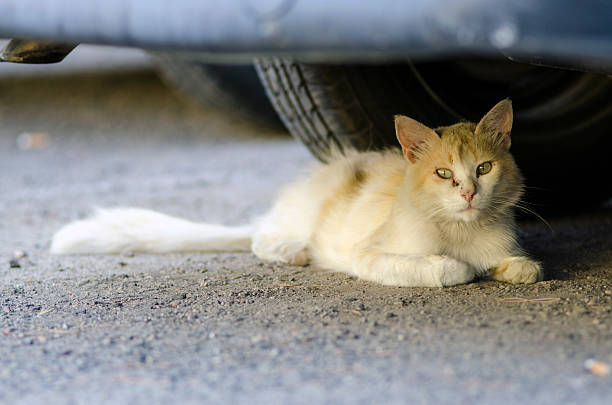istock wild honey cat laying under a car 612403038