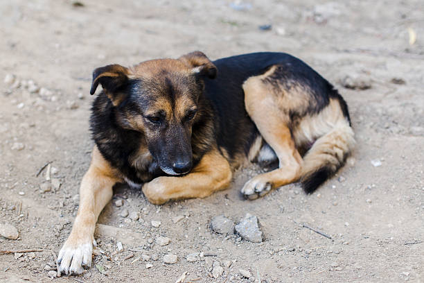istock homeless dog portrait 612403282