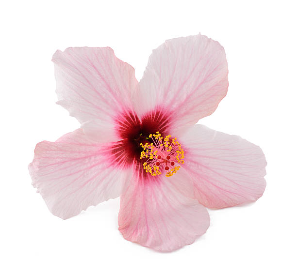 istock Pink hibiscus flower 612403292