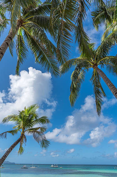 istock Tropical beach background from Boracay island with coconut palms 612403448