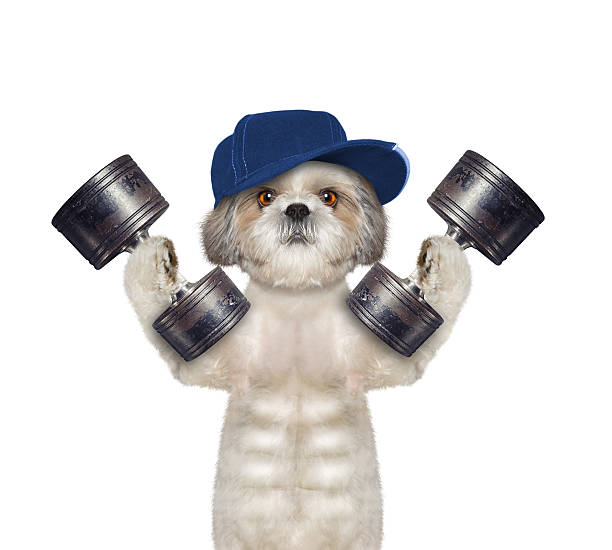 istock Sport. Cute dog is going to do exercise with weight 612403916