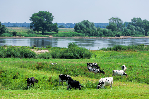 Elbe river with cattle on pasture in National Park \