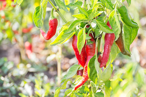 istock Bird's eye chili grow in  garden. 612406048