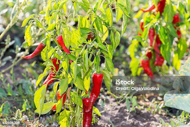 Birds Eye Chili Grow In Garden Stock Photo - Download Image Now - Aerial View, Agriculture, Bird