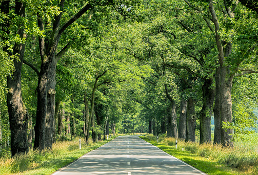 Countryside road with old oak trees in summer sunlight.