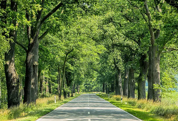 Countryside road with old oak trees in summer sunlight.