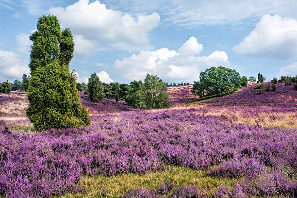 Heathland with juniper - Lüneburger Heide, Lower Saxony Heathland with heather and juniper - Luneburger Heath in Lower Saxony. Shallow DOF with Selective focus on juniper on the left. lower saxony stock pictures, royalty-free photos & images