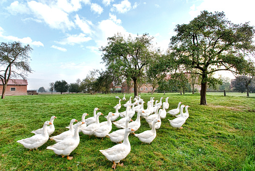 Group of white geese on pasture.