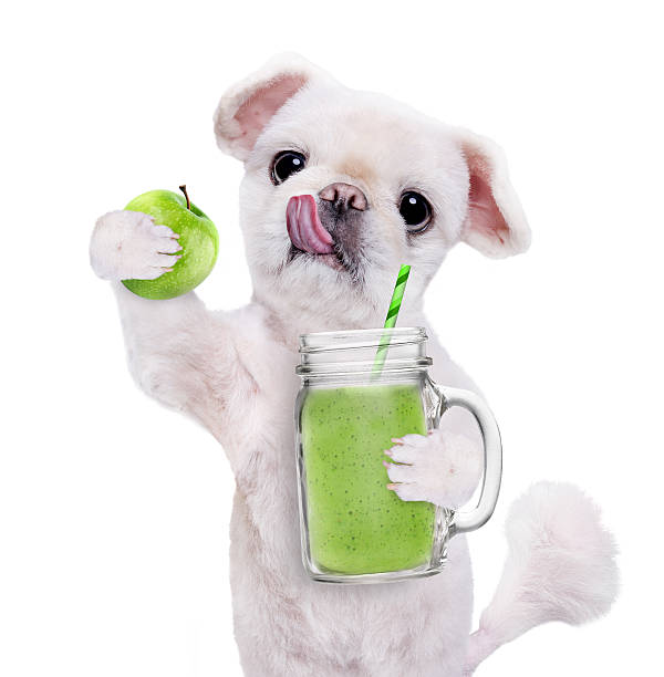 istock Dog holding smoothie in a mug isolated on white. 612407148