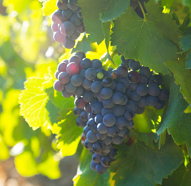 istock Close-up of vineyards plantation 612408596