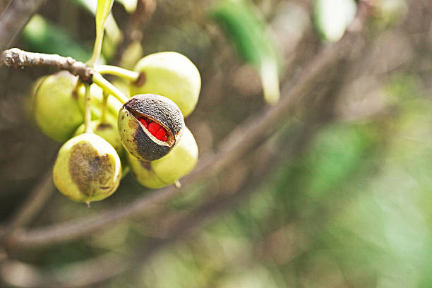 istock Pittosporum tobira 612409986