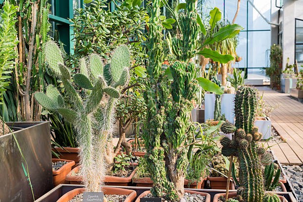 istock Lots of cacti growing in pots 612410054
