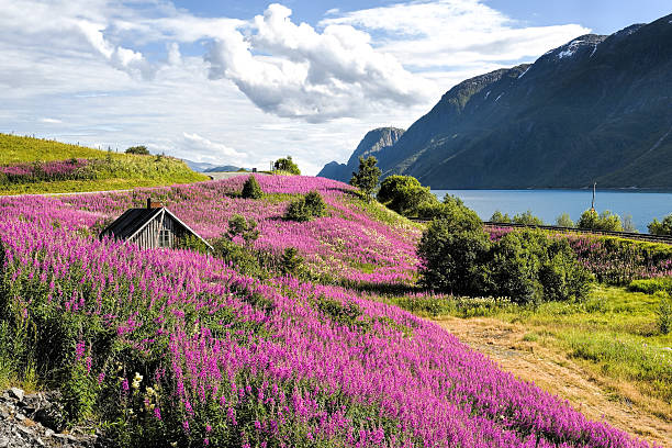 ノルウェーのソグネフィヨルドの美しい風景 - flower landscape heather sky ストックフォトと画像