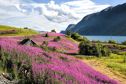 Landscape with purple flowers in Norway close to Sognefjord.