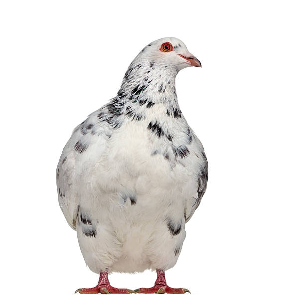 istock Front view of a Texan pigeon questioning isolated on white 612410538