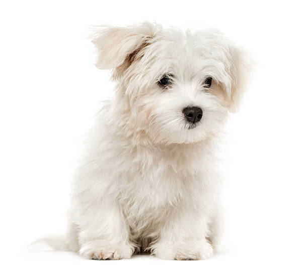 istock Maltese puppy, 4 months old, isolated on white 612410996