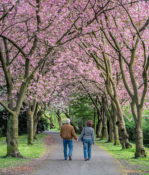 istock Rear view on senior couple walking under blooming cherry trees 612411794