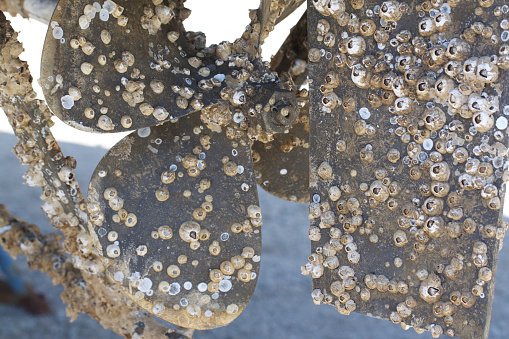 Image of a barnacle encrusted boat propeller and rudder.